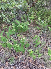 Apocynum androsaemifolium