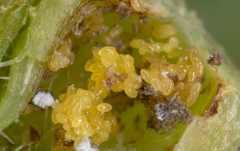 Daktulosphaira vitifoliae