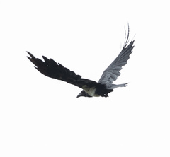 Corvus albus