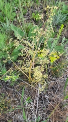 Trinia multicaulis