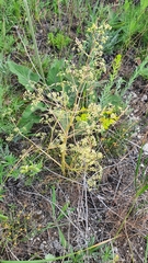 Trinia multicaulis
