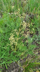 Trinia multicaulis