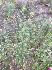 Alyssum simplex