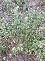 Alyssum simplex