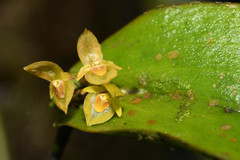 Pleurothallis dibolia