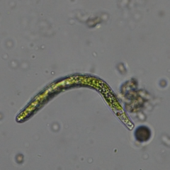 Euglena mutabilis