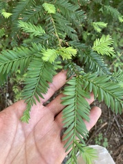 Sequoia