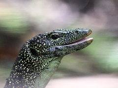 Varanus tsukamotoi