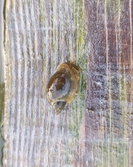 Ampullaceana balthica