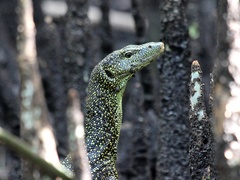 Varanus tsukamotoi