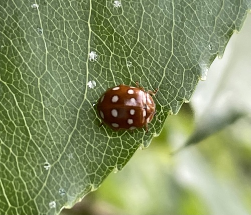 Cream-spotted Ladybird, Heumensoord, Malden, Gelderland, NL, photo 8 of 10