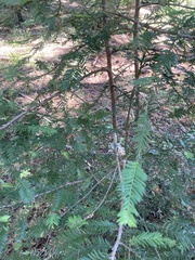 Sequoia