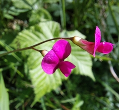 Lathyrus nissolia
