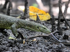 Varanus tsukamotoi