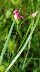Lathyrus nissolia