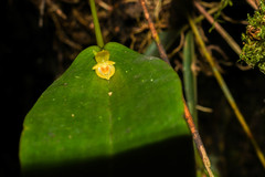 Pleurothallis dibolia