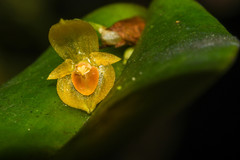 Pleurothallis dibolia