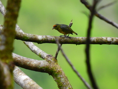 Euphonia fulvicrissa