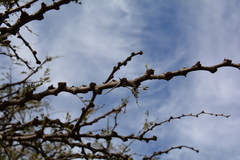 Vachellia robusta robusta