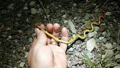 Diadophis punctatus regalis