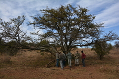 Vachellia robusta robusta