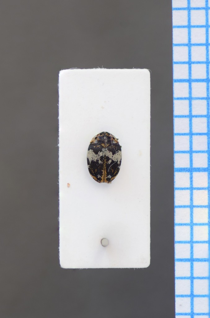 Bird Nest Carpet Beetle