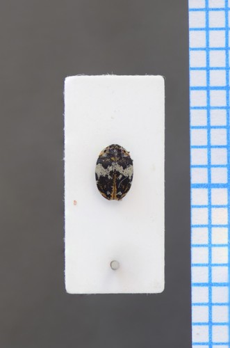 Bird Nest Carpet Beetle