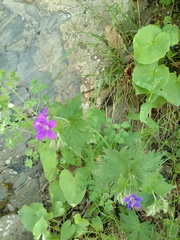 Geranium platypetalum