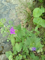 Geranium platypetalum