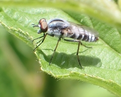 Ozodiceromyia notata