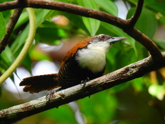 Pheugopedius fasciatoventris