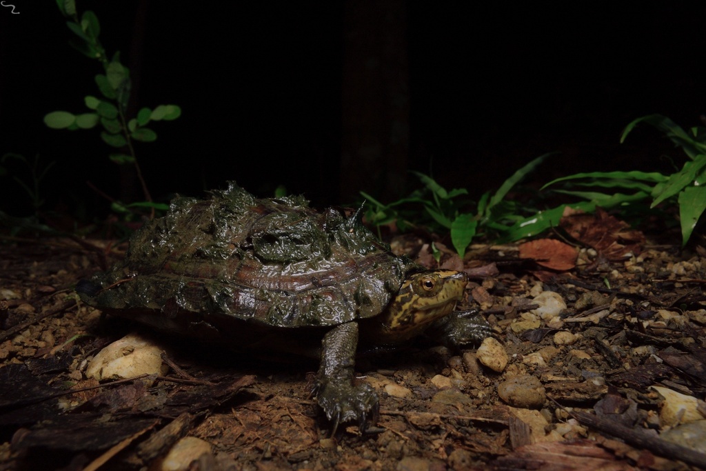 Central Chiapas Mud Turtle