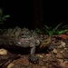 Central Chiapas Mud Turtle - Photo (c) Leonardo Ponce, some rights reserved (CC BY-NC), uploaded by Leonardo Ponce