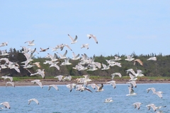 Larus argentatus image