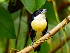 Capito maculicoronatus