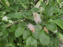 Salix appendiculata
