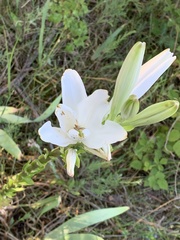 Lilium candidum