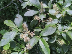 Salix appendiculata