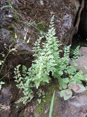 Anogramma leptophylla image