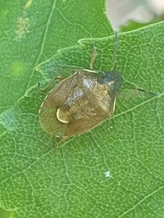 Rubiconia intermedia