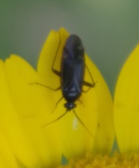 Plagiognathus arbustorum