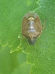 Rubiconia intermedia