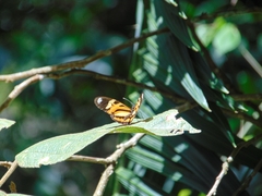 Heliconius ethilla narcaea