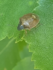 Rubiconia intermedia