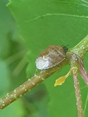 Rubiconia intermedia