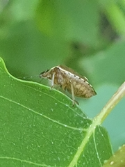 Rubiconia intermedia