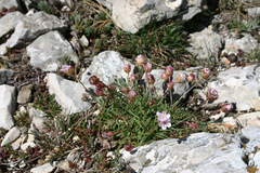 Armeria fontqueri