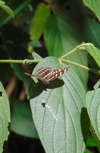 Orsis bluewing photo 3