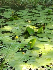 Nuphar lutea