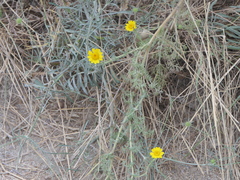 Anacyclus radiatus